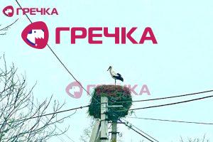 leleka grechka