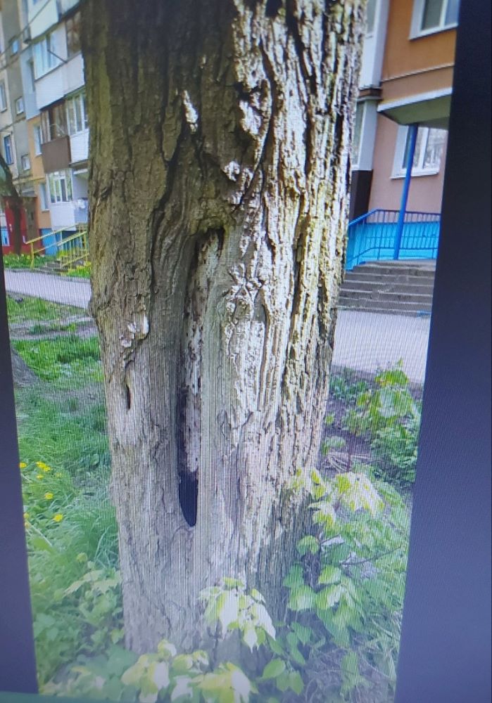 dereva poshkodjeni6