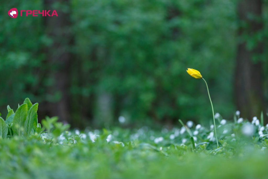 park