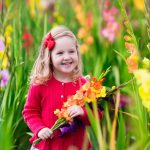 gladiolusu