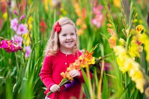 gladiolusu