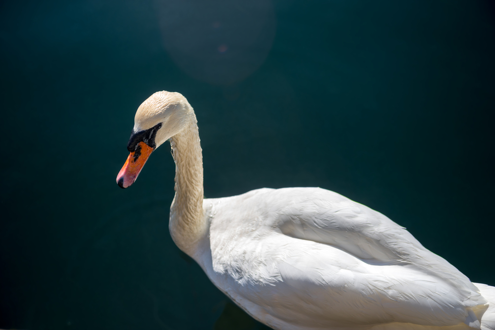 Depositphotos 199354148 S