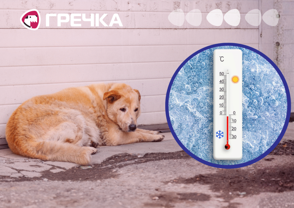 Як допомогти безпритульним тваринам пережити зиму