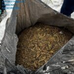 канабіс прокуратура