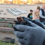 кажана випускають на волю