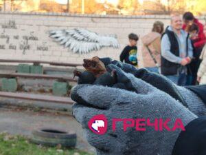 кажана випускають на волю