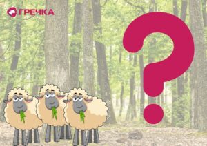 Пасовище замість лісу