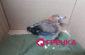 пташеня сойки