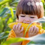 кукурудза як обрати та приготувати рецепти