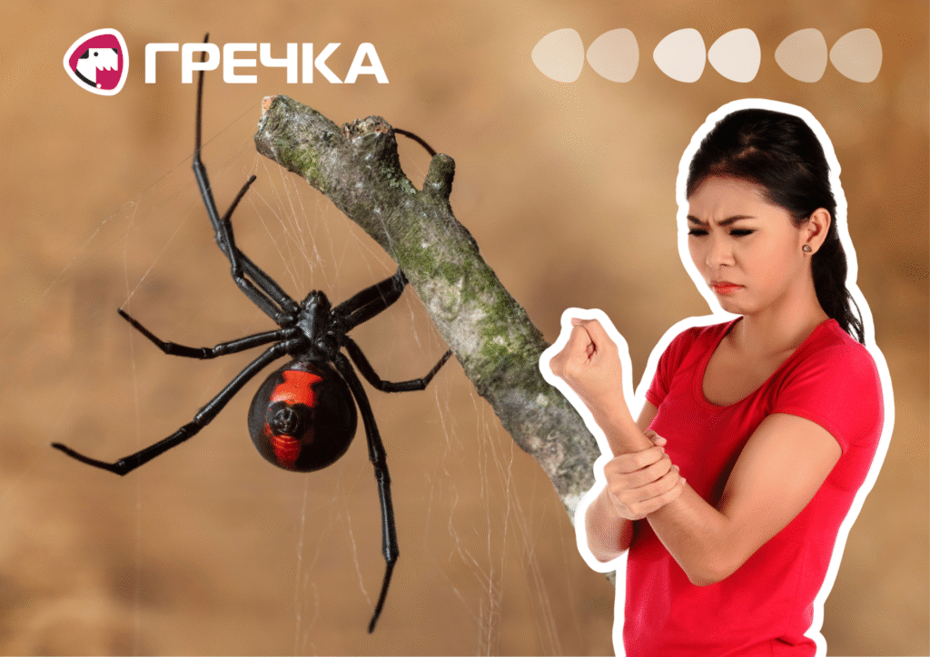 Що робити, якщо вкусив павук