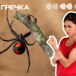 Що робити, якщо вкусив павук