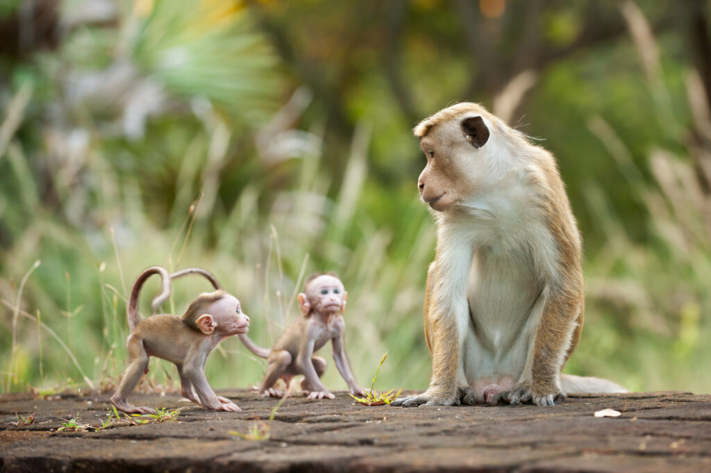 «Королівство мавп» / «Monkey Kingdom» (2015) кадр із фільму