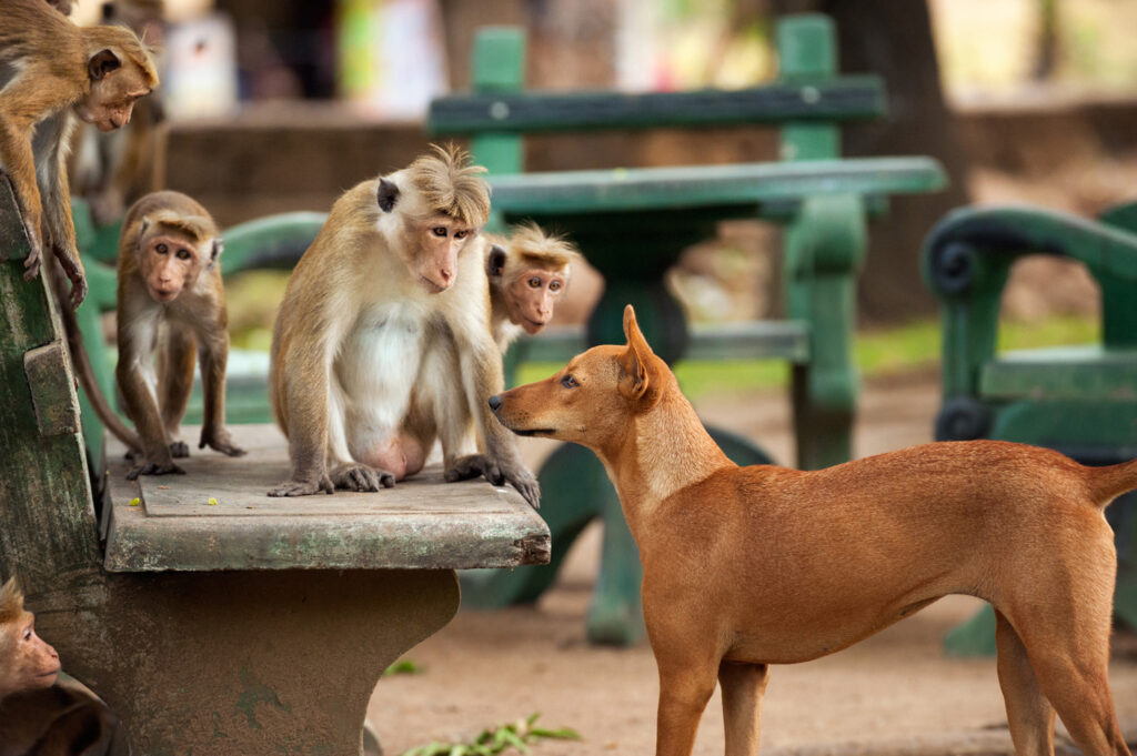 «Королівство мавп» / «Monkey Kingdom» (2015) кадр із фільму