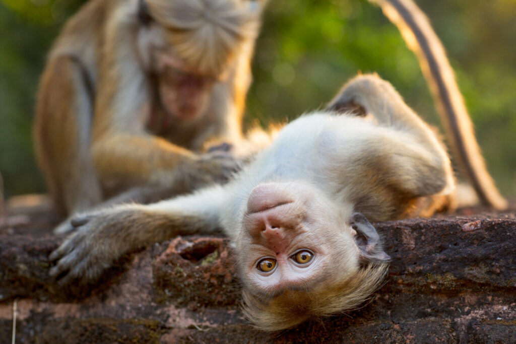 «Королівство мавп» / «Monkey Kingdom» (2015) кадр із фільму