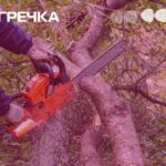 пиляв дерева рубав незаконно