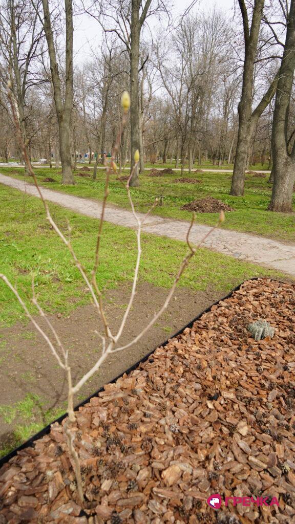 Магнолія Дендропарк алея памʼяті Володимира Чорного