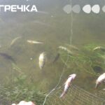 браконьєр риби наловив сітки