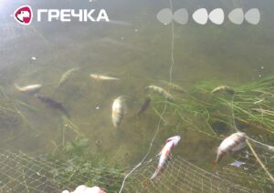браконьєр риби наловив сітки