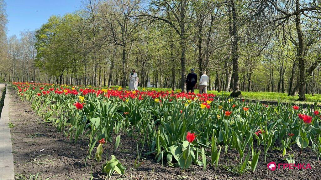 у Дендропарку розквітли мільйони тюльпанів