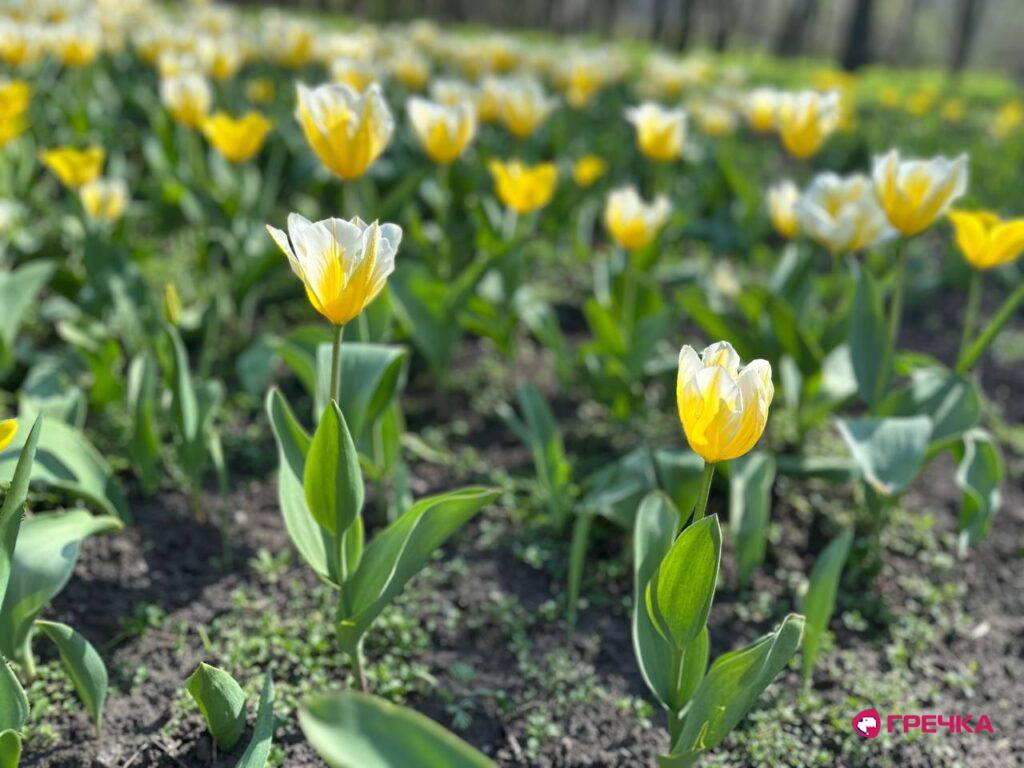 сезон тюльпанів у Дендропарку
