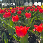 сезон тюльпанів