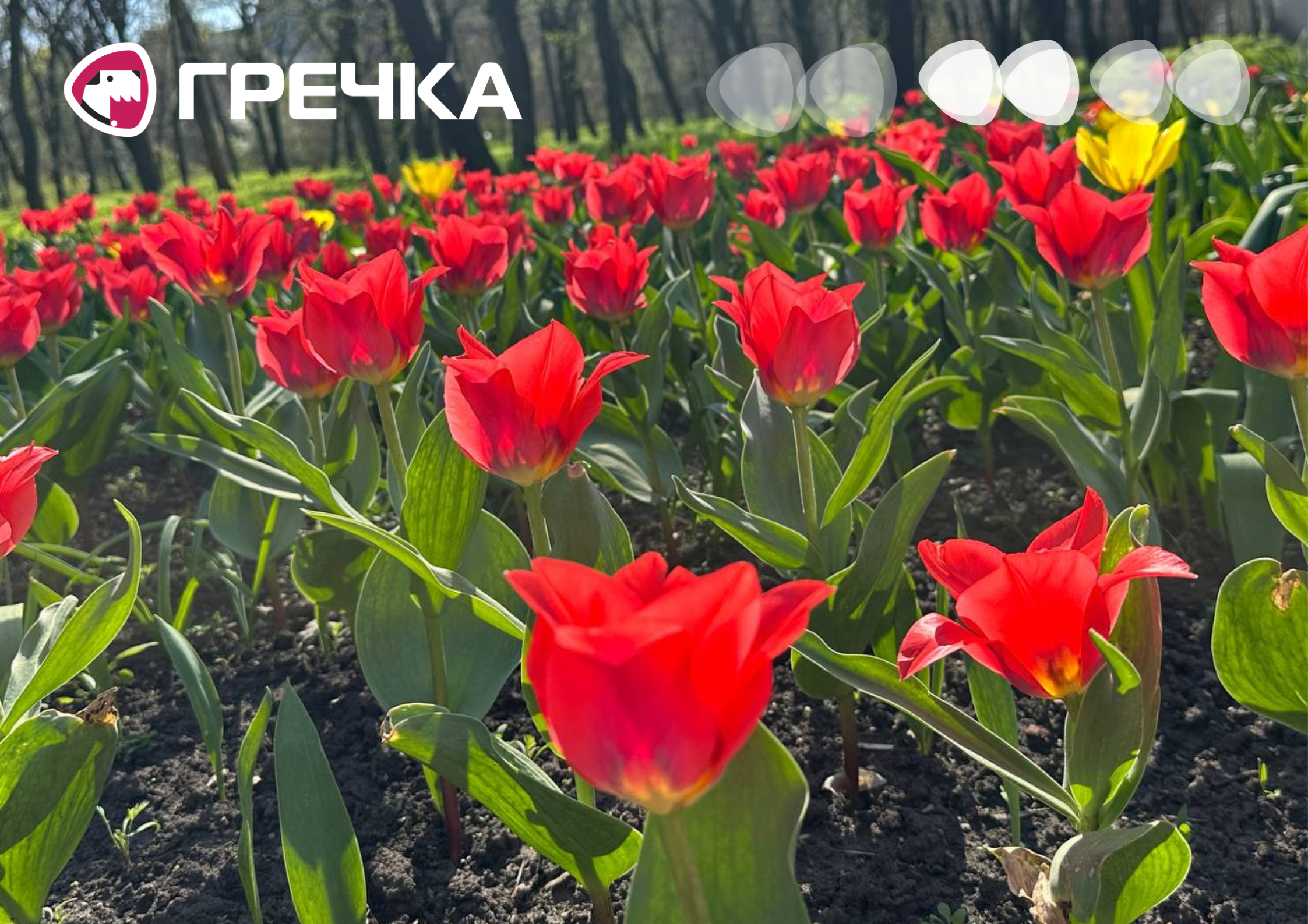 сезон тюльпанів
