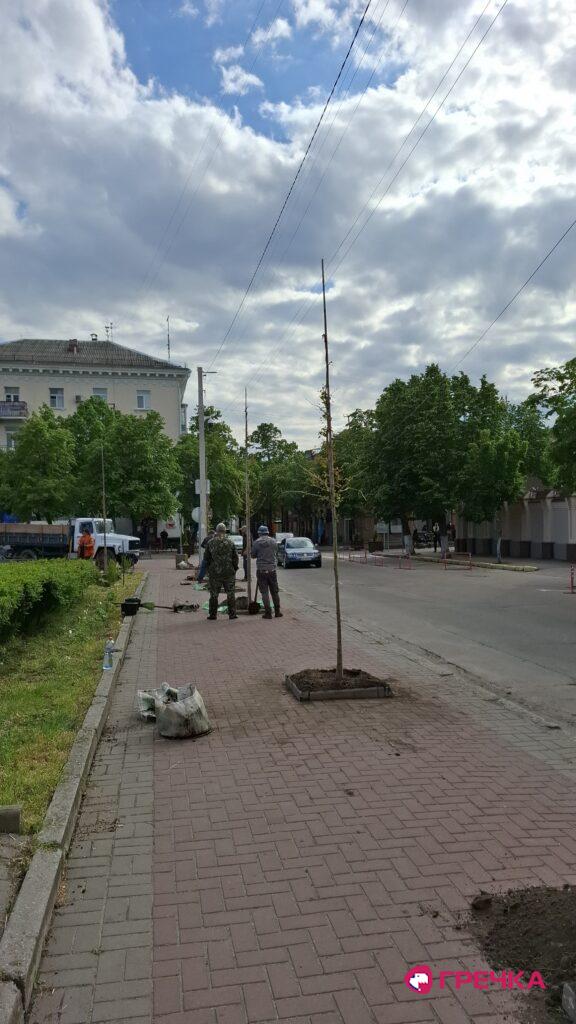 дерева сквер Кропивницький 2 трамваю
