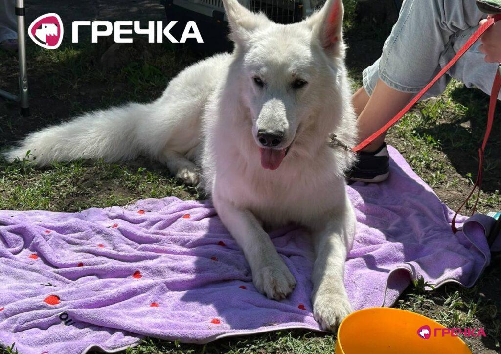 собака пес