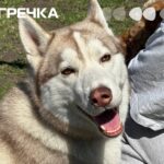 Виставка собак Кропивницький 1 2025
