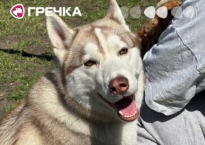 Виставка собак Кропивницький 1 2025