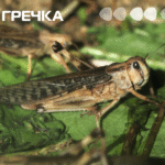 сарана