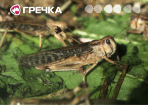 сарана
