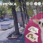сітілайти