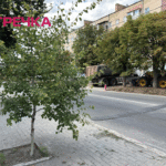 дерева насадження видатки