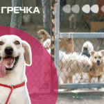 Створять притулок для собак