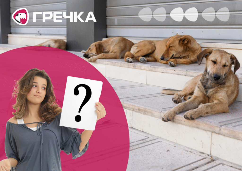 безпритульні тварини собаки коти