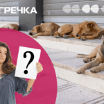 безпритульні тварини собаки коти