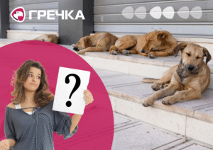 безпритульні тварини собаки коти