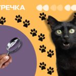 перевірка кет кавʼярні