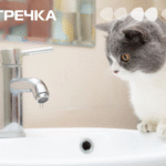 немає води кран кіт здивований вода