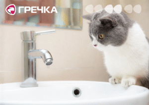 немає води кран кіт здивований вода
