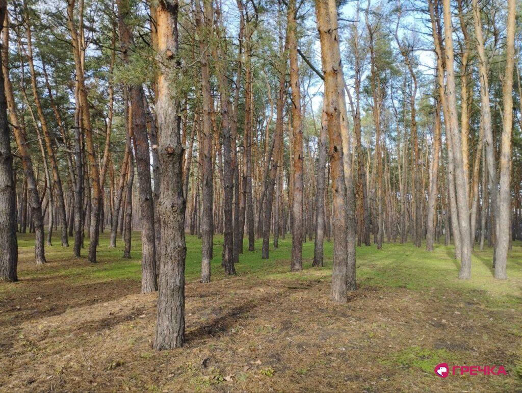 Розчищені дерева у лісопарку «Сосновий»