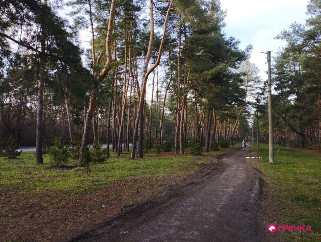 Лісопарк «Сосновий» Кропивницький