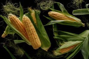 Кукурудза