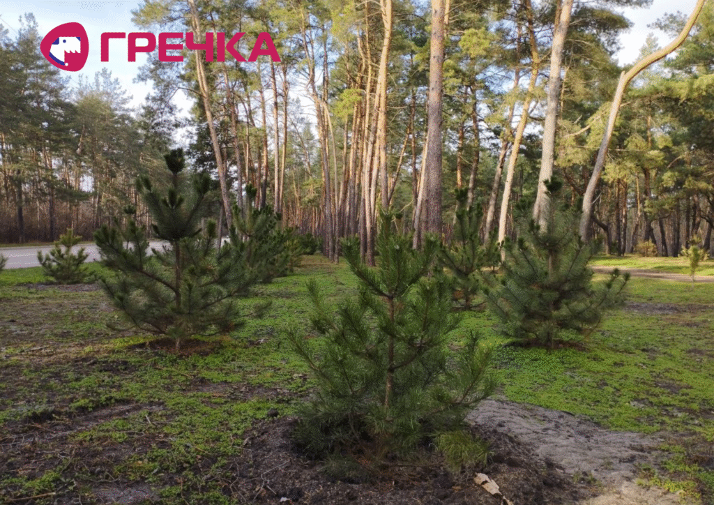 Чому у лісопарку «Сосновий» засохли 250 саджанців сосен
