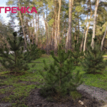 Чому у лісопарку «Сосновий» засохли 250 саджанців сосен
