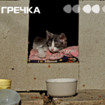 коти притулок безпритульні кошеня кіт