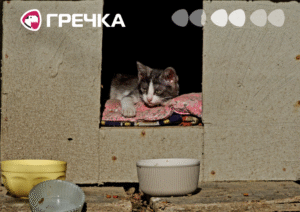 коти притулок безпритульні кошеня кіт