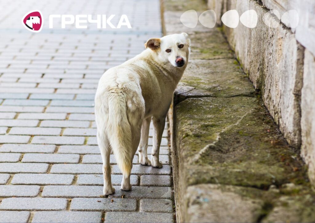 безпритульні собаки собака у місті