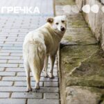 безпритульні собаки собака у місті